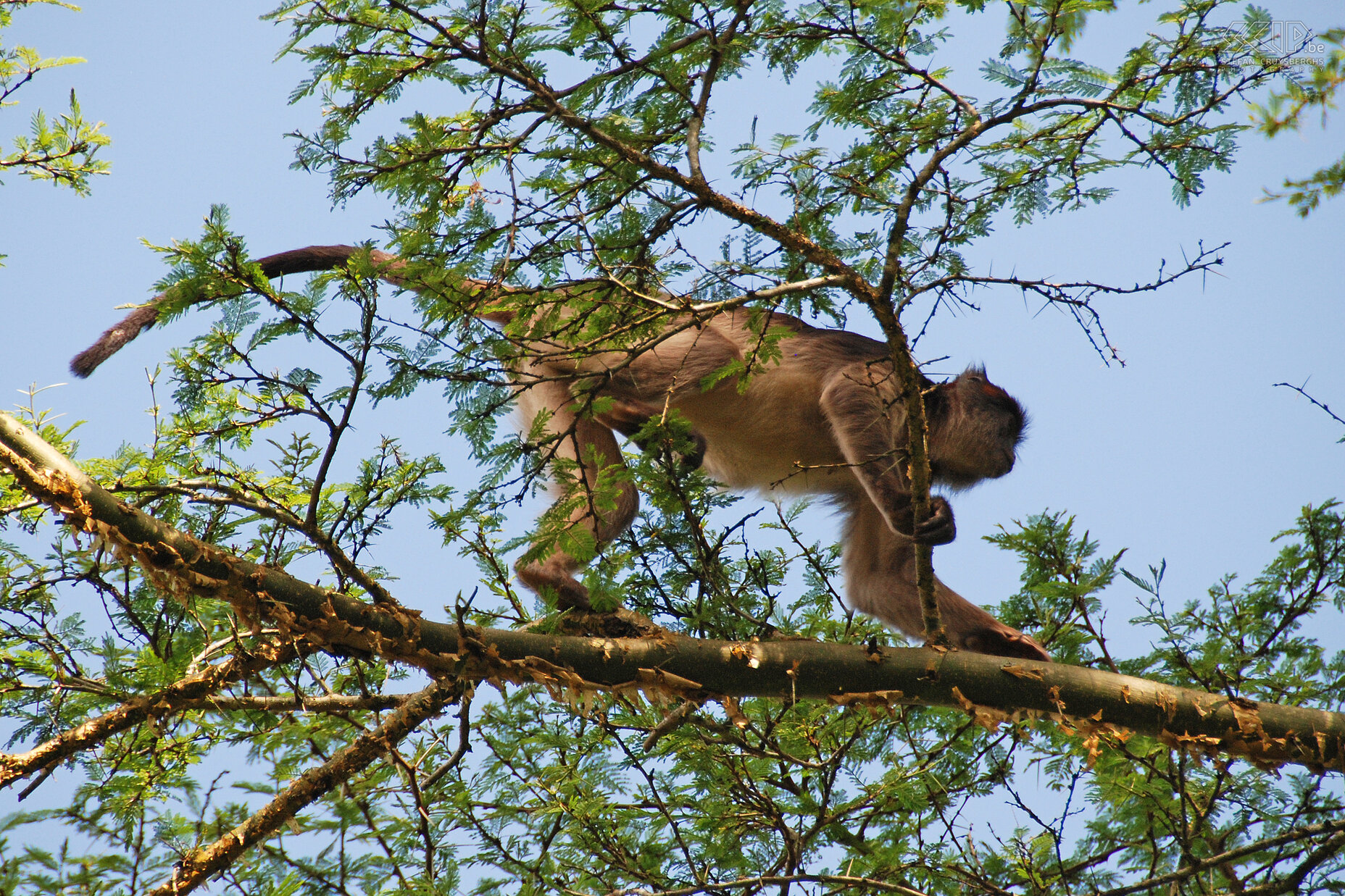 Kibale - Rode colobus aap  Stefan Cruysberghs